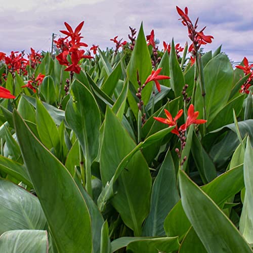 Chalily Canna 'Endeavor', a Great Live Pond Plant for Your Water Garden. Filters koi and Goldfish Ponds. Good for Bogs, Plant Shelf or Shallow Water This marginal Aquatic is a Real Beauty - color: Canna 'Endeavor'