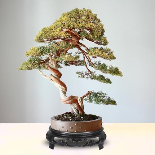 PATIKIL Planter Display Stand, 6.7 Inch Dia Plastic Round Bonsai Base Imitation Wood Style Stand Holder Home Decor Display for Table Lamp Teapot Base, Black - size: 6.7 Inch