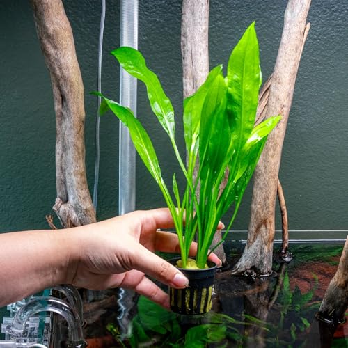 SubstrateSource Amazon Sword Echinodorus Bleheri Live Plant for Freshwater Aquariums, Natural Fish Tank Decorations, and Aquatic Decor (1 Pot (2-3 Plants)) - color: Ech. Bleheri, size: 1 Pot