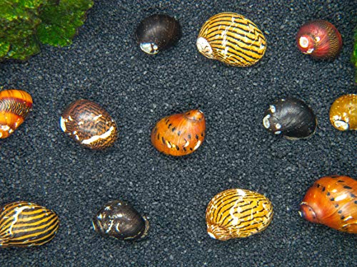Aquatic Arts 20 Live B-Grade Nerite Snails | Freshwater Aquarium Control / Clearer | Safe in Tetra/Guppy/Betta Tanks - size: 20-SNAILS