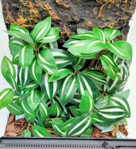 Reptile Plants for Terrarium Decor, Amphibian Habitat Decor, Snake Tank Accessories, Artificial Hanging Plants with Suction Cup-2 Packs (Zebrina Green) - color: Zebrina Green