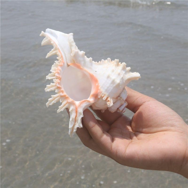 YZHZOM 4 Pack 4-5 inches Conch Shells for Decorating air Plant Holders Unique Succulent Pot Betta Fish Tank Decoration Aquarium décor Fish House for Aquarium Beach Theme Party (No Plants)
