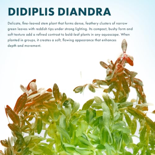 SubstrateSource Live Plants – Water Hedge (Didiplis Diandra) – High Light, Green with Red Tips, Midground to Background Accent – Lead Bunch, 1 Pack - color: Didiplis Diandra, size: Lead Bunch - 1 Pack