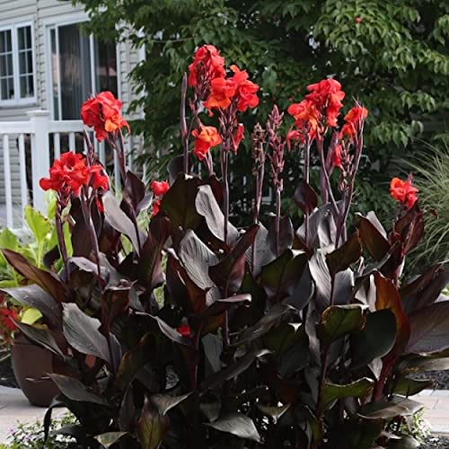 Chalily Canna ‘Australia’, a Great Live Pond Plant for Your Water Garden. Filters The koi and Goldfish Pond. Good for Bogs, Plant Shelf or Shallow Water This marginal Aquatic is a Real Beauty - color: Canna 'Australia'