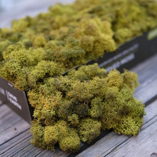 Preserved Reindeer Moss Natural Green DIY Kit Gardenning Art Wall Decor Florist Decor Easter Table Decor Wedding - color: Green-11, size: 0.85 lb