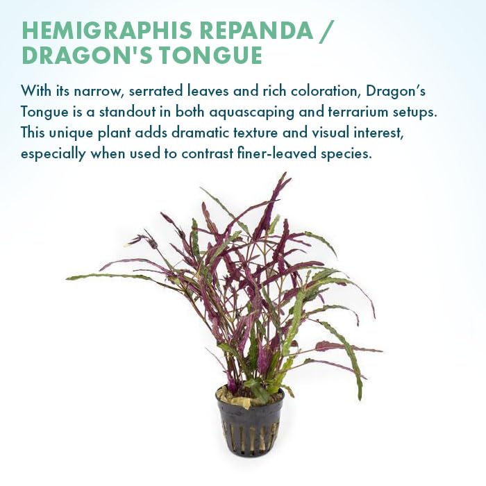 SubstrateSource Live Jungle Plants - Hemigraphis repanda (Hemigraphis sp.) - Low to Medium Light, Purple Green, Terrarium or Paludarium, Textured Rosette Groundcover - Pot - color: Hemigraphis Repanda, size: Pot