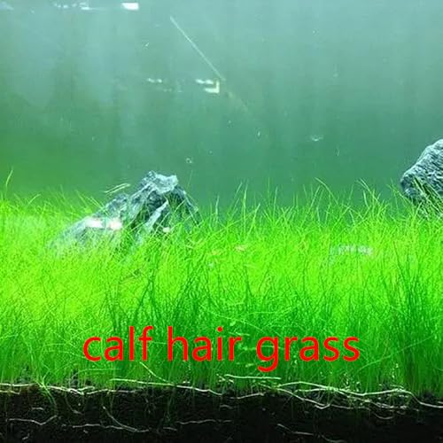 5 Pack Aquarium Plant S.e.e.d Set, not Artificial plasticl Plant. Real Grass Tank Decor Replacement for Resin or Plastic Grass JYL5pcyimoyuiyang2603169977