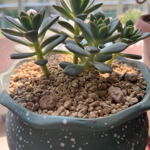 YISZM Succulent and Cactus Maifanitum Stones Garden Accessorie Rocks Pumice for Indoor Plants, Bonsai, Fairy Gardening, Vases Fillers, Terrarium, 5lb - color: Maifanitum Stones, size: 5 Pounds