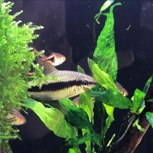 5X Java Fern Microsorum Pteropus Looses Aquarium Live Plant for Fish Tank Decoration