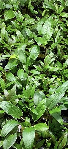 Marcus Fish Tanks - Cryptocoryne Wendtii Green Crypt Wendtii Easy Live Aquarium Plants for Aquatic Freshwater Fish Tank B2 GET 1