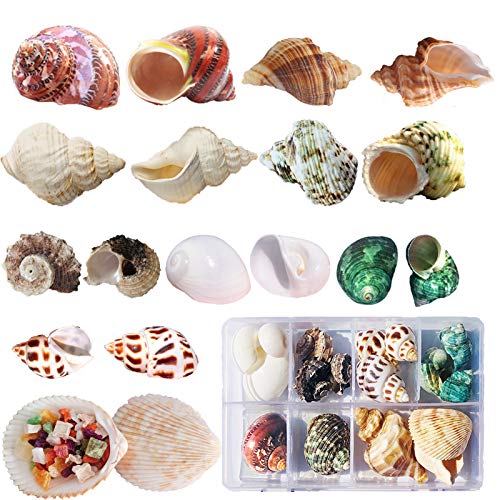 SINKOO 17PCS Hermit Crab Shells (9 Types), Natural Turbo Seashells 0.98"-3.15" for Small Medium Large Crab Growth Hideouts, Hermit Crab Accessories and Aquarium Tank Beach Decor