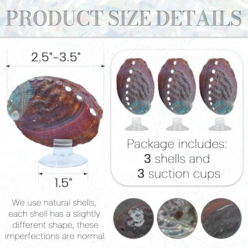3PCS Betta Hammock Shells, Natural Small Fish Tank Decorations, Betta Fish Tank Accessories, Aquarium Decorations, Aquarium Hideout Habitat for Sleeping Resting Hiding Playing (Multicolor) - color: Multi Color
