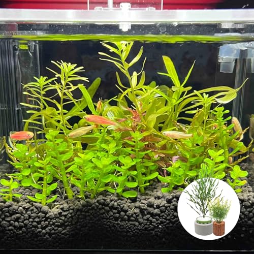 Rainmae 20 Pack New Upgrade Aquarium Plant Weights, Aquatic Water Plant Fixed Rings, Water Plants Cultivation Fixed Ring Plant Pot, Landscape Ceramic Pottery Gravity Ring for Fish Tank Accessories - color: 20 Pcs