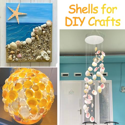 80+ Pcs Natural Seashells, Mixed Starfish Sea Shells for Crafts, Various Sizes Ocean Shells Conch for Decorating, Beach Theme Party, DIY Crafts, Fish Tank Filling, Home Decor, Wedding Decoration