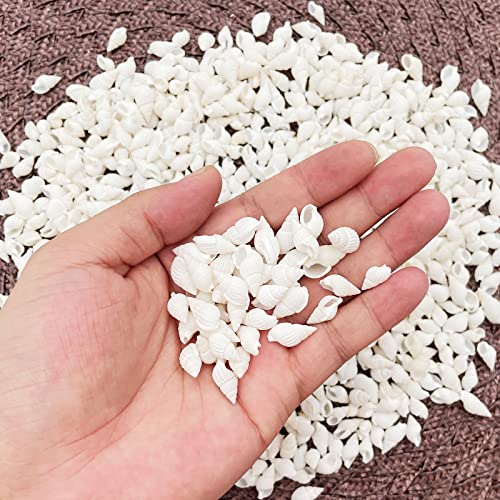 White Clam Cay Cay Sea Shells for Home Decorations, Party Wedding, DIY Crafts (About 350pcs Spiral Shape) - color: About 350pcs spiral shape