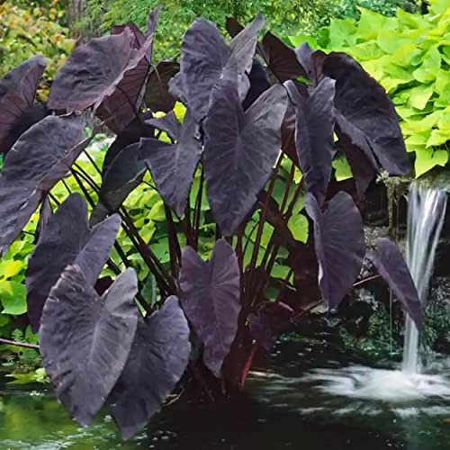 Black Coral Taro, a Great Live Pond Plant for Your Water Garden. Filters koi and Goldfish Ponds. Good for Bogs, Plant Shelf or Shallow Water This marginal Aquatic is a Real Beauty - color: Black Coral Taro