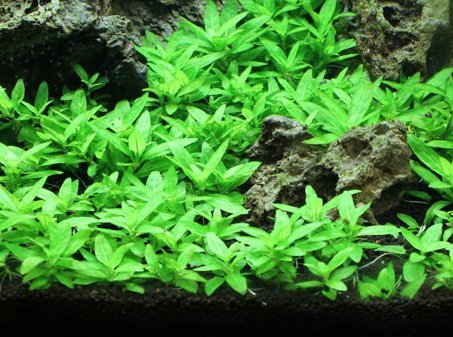 Tissue Culture Live Aquarium Plants | in Vitro Freshwater Aquatic Plants for Small Aquariums and Foreground (Staurogyne Repens) - style: Staurogyne Repens