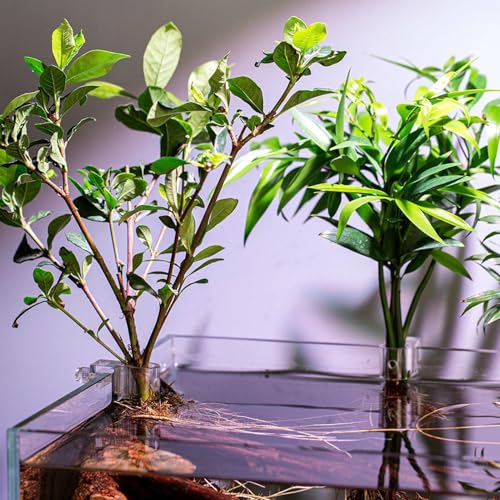 Plant Holder for Fish Tank – 6-Piece Clear Set | Hangable Aquarium Plant Cups with Clear Brackets for Fish Tan, Ideal Growth, Cultivation, and Home Aquarium Ecosystem Organization - size: Medium