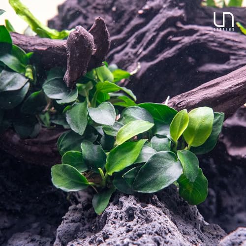 Ultum Nature Systems Anubias Heterophylla Tissue Culture Live Plant for Aquarium, Aquascape, Freshwater Fish Tanks - 100% Snail Free in Vitro - color: Anubias Heterophylla