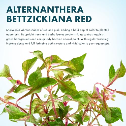 SubstrateSource Alternanthera Bettzickiana - Decorative Live Aquatic Plant for Terrariums and Paludariums - (Bettzickiana, 1 Bunch) - color: Alternanthera Bettzickiana Red, size: Lead Bunch - 1 Pack
