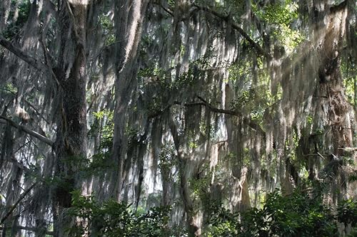 ragnaroc Tillandsia Usneoides ‘Thick-Colombian Spanish Moss’ - ragnaroc Indoor Tropical Plant 16” / 1 oz - Live Arrival Guaranteed - Live Air Plant & House Plants for Home Decor & Gift - size: 1 Oz