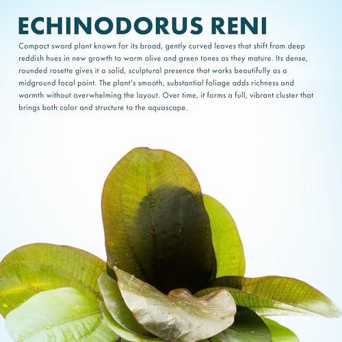 SubstrateSource Echinodorus Reni Sword Live Plant for Freshwater Aquariums, Natural Fish Tank Decorations, and Aquatic Decor (1 Pot (2-3 Plants)) - color: Ech. Reni, size: 1 Pot