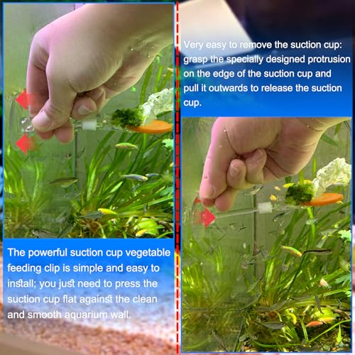 4pcs Suction Cup with Clip Aquarium Suction Cup Clips Seaweed Fish Feeding Clip Saltwater Aquarium Veggie Feeder clamp Fish Accessories (4pcs Suction Cup with Long Clip) - size: 4pcs suction cup with long clip