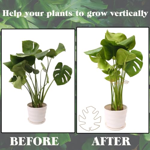 Spiritlele 5 Pcs Golden Plant Stem Support Holder Set Monstera Plant Support Clamp Growth Accessories for Indoor Plants Small - color: Golden, size: 5.5x5.1inch