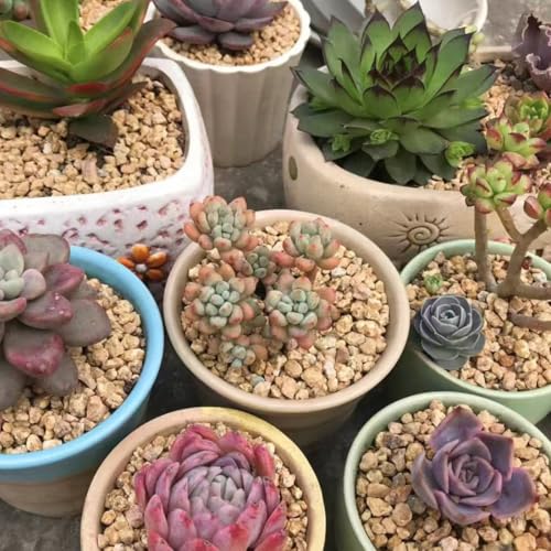 YISZM Succulent and Cactus Maifanitum Stones Garden Accessorie Rocks Pumice for Indoor Plants, Bonsai, Fairy Gardening, Vases Fillers, Terrarium, 10lb - color: Maifanitum Stones, size: 10 Pounds