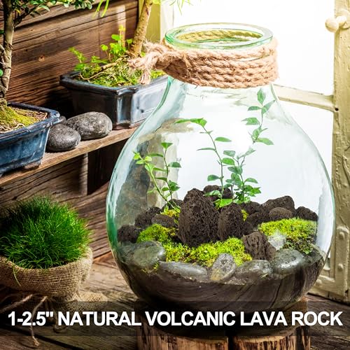 1-2.5" Natural Volcanic Lava Rock for Aquarium, Plants, Fire Pit, Succulent & Garden Decor, 1lb