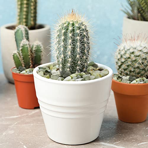 YISZM 10LB Succulent and Cactus Jade Pebbles, 3/8 Inch Natural Decorative Polished Stones, River Rocks for Indoor Plants, Vases, Planters and Outdoor Gardening - color: Jade, size: 10 Pounds