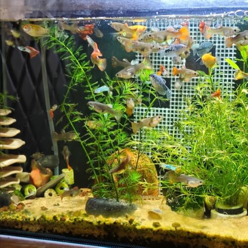 Shrimp Cave Aquarium Ornament, BPA-Free PETG Plastic Fish Shelter Betta Habitat, Hiding Resting Breeding Space for Guppy Shrimp & Aquatic Creatures, Indoor Fish Tank Aquatic Decoration (Black)