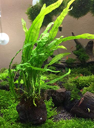 Java Fern Planted on Driftwood Microsorum Pteropus Freshwater Easy Low Light Live Aquarium Plant Decorations 3 Days Guarantee by Mainam
