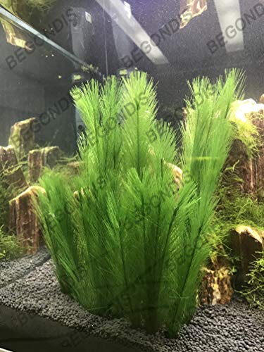 Aquarium Decorations 3Pcs Fish Tank Artificial Green Water Plants Made of Silk Fabrics Plastic - color: 11" * 3 Pcs, Green