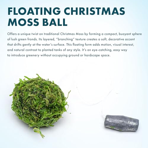 SubstrateSource Live Planted Decor - Christmas Moss Ball - Deep Green Freshwater Aquatic Plant, Low Light Aquarium Hardscape Accent for Aquascaping, Moderate Growth Rate - 1 Pack - color: Christmas Moss on Floating Ball, size: Floating Ball
