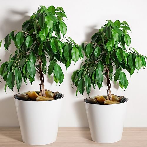 YISZM 5lbs Pebbles for Indoor Plants, 2-3 Inch Mixed Color High Polished Large River Rocks Outdoor Decorative Stones Vase Filler Fish Tank Aquariums Landscaping Garden Outdoor and Indoor DIY - color: Mixed Color, size: 5 Pounds