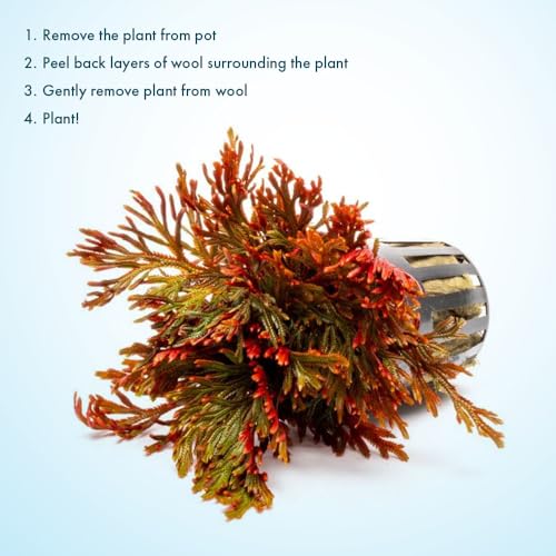 SubstrateSource Live Terrarium Plants - Spikey Moss for Terrariums, Paludariums - Easy, Beginner Friendly (Selaginella Erythropus Ruby Red Club Moss, (1 Pot)) - color: Selaginella Erythropus Red, size: Pot