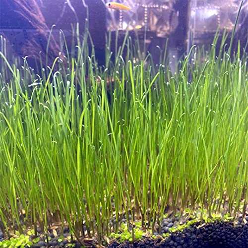 3 Pack Aquarium Plant s-e-e-d Combo,Fish Tank Tree Wood Grass Carpet Decor Decoration Ornaments 04MML