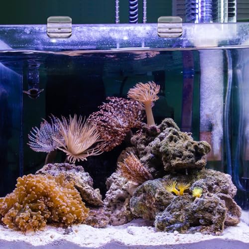 12 Pcs Aquarium Lid Clips Rimless Fish Tank Top Cover Rim Lid Support Holder Clip Clear PC Aquarium Hoods Clamps for 1/8" to 3/16" Glass