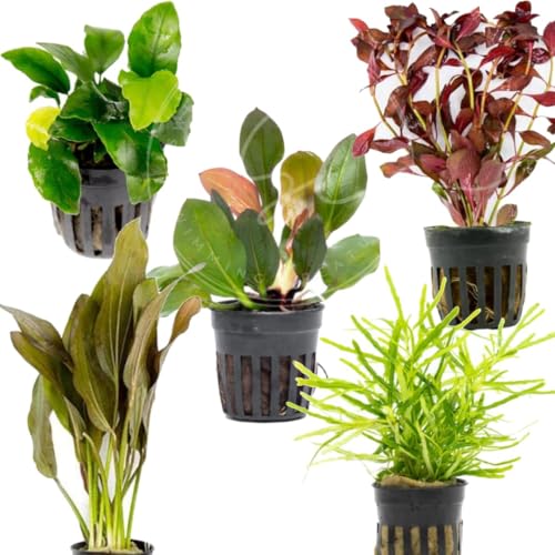 Swimming Creatures Live Aquarium Plants (4 Potted Plants) - color: 4 POTTED PLANTS