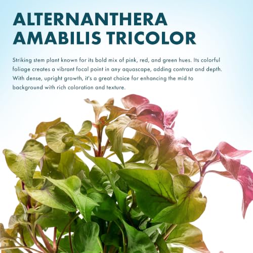 SubstrateSource Live Plants – Alternanthera Amabilis Tricolor – Moderate to High Light, Green, Pink/Red, Yellow/Golden Hues, Midground to Background Accent – Lead Bunch, 1 Pack - color: Alternanthera Amabilis Tricolor, size: Lead Bunch - 1 Pack