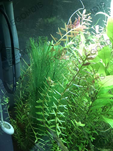 Aquarium Decorations 3Pcs Fish Tank Artificial Green Water Plants Made of Silk Fabrics Plastic - color: 11" * 3 Pcs, Green