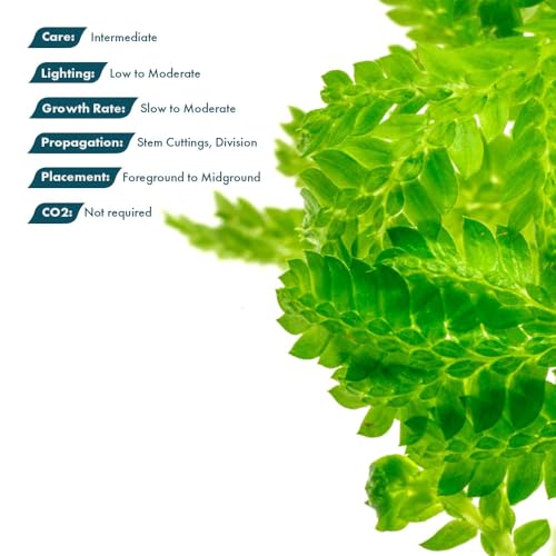 SubstrateSource Live Plants - Selaginella Siamensis (Selaginella siamensis) - Low to Medium Light, Bright Green to Lime Accents Aquatic Plant, Emersed or Terrarium Placement - Pot, 1 Pack - color: Selaginella Siamensis Hieron, size: Pot