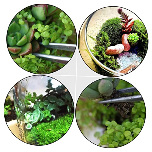6pcs Succulent Bonsai Cactus Tweezer Curved Reptile Accessories Grass Garden Reptile Feeding Aquascaping Tools Pliers Tool Flowerpot Stainless Steel Clip