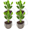 Pawfly Aquarium Plant Holder with Suction Cup, Clear Plastic Fish Tank Planting Holder, Fish Tank Plant Pot for Aquascape Decoration, Aquarium Planter Cup, 4 Pcs. - size: 4 Pack