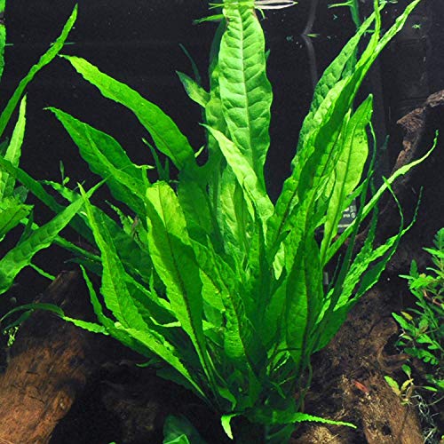 Java Fern Bare Root | Microsorum Pteropus - Low Light Freshwater Aquarium Plant - 1,000,000+ Plants Sold — AquaLeaf Aquatics