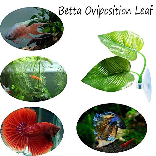 CousDUoBe 3 Pack Betta Fish Leaf Pad Improves Betta's Health by Simulating The Natural Habitat - Natural, Organic, Comfortable Rest Area for Fish Aquarium Ornaments - size: 3 Pack