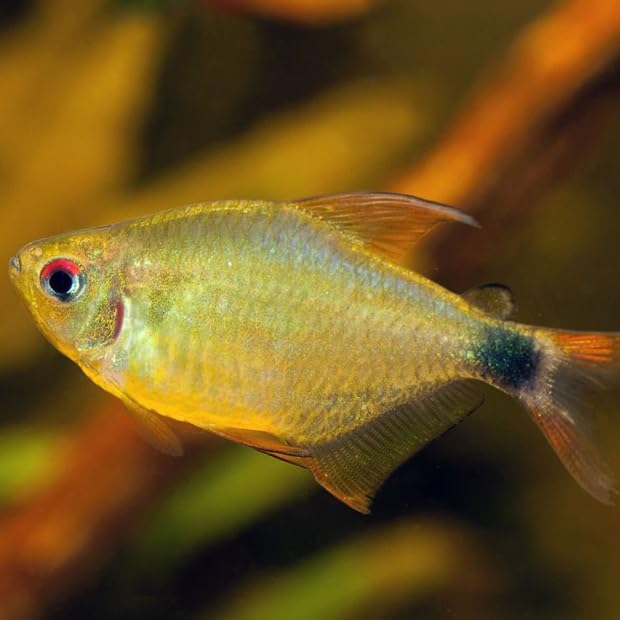 Kitty Tetra (Pack of 8 Fish) - Aquarium Exotic Freshwater Live Fish