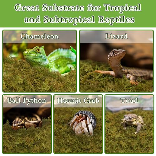 Halatool 5OZ Natural Sphagnum Moss for Reptiles- 8QT Green Moss for Terrarium Plants Long Fiber Reptile Moss for Leopard Gecko Snake Hamsters Tortoises Frogs Lizards Salamanders - size: 5OZ