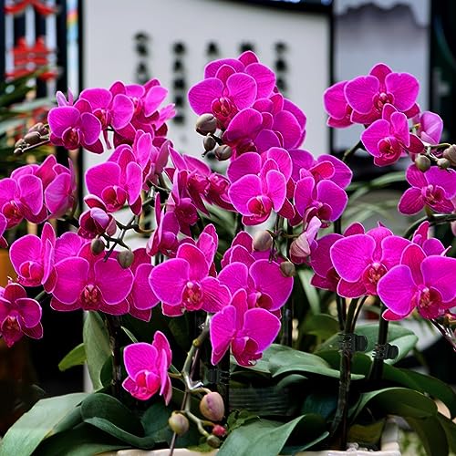 AccEncyc 50 Pcs Large Plant Clips Orchid Clips Plant Orchid Support Clips Flower Vine Clips for Supporting Stems Vines Stalks Climbing Plants Grow Upright - size: 50Pcs Large